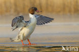 Grote Zaagbek (Mergus merganser)