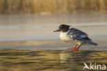 Grote Zaagbek (Mergus merganser)