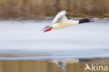 Grote Zaagbek (Mergus merganser)