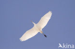 Grote Zilverreiger (Ardea alba)