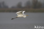 Grote zilverreiger (Casmerodius albus)