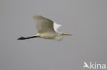 Great White Egret