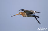Black-tailed Godwit (Limosa limosa) 