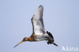 Black-tailed Godwit (Limosa limosa) 