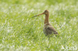 Grutto (Limosa limosa) 