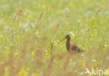 Grutto (Limosa limosa) 