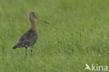 Grutto (Limosa limosa) 