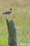 Grutto (Limosa limosa) 