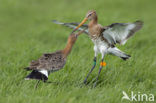 Black-tailed Godwit (Limosa limosa) 