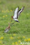 Grutto (Limosa limosa) 