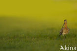 Grutto (Limosa limosa) 