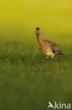 Grutto (Limosa limosa) 