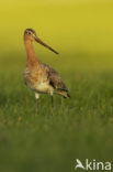 Grutto (Limosa limosa) 