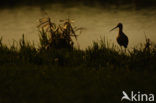 Grutto (Limosa limosa) 