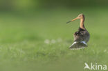 Grutto (Limosa limosa) 