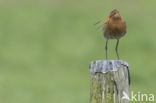 Black-tailed Godwit (Limosa limosa) 