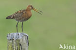 Black-tailed Godwit (Limosa limosa) 
