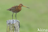 Black-tailed Godwit (Limosa limosa) 