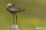 Black-tailed Godwit (Limosa limosa) 