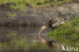 Black-tailed Godwit (Limosa limosa) 