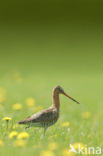Black-tailed Godwit (Limosa limosa) 