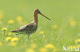 Black-tailed Godwit (Limosa limosa) 
