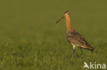 Black-tailed Godwit (Limosa limosa) 