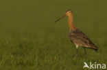 Black-tailed Godwit (Limosa limosa) 