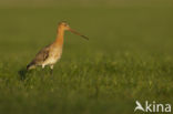 Black-tailed Godwit (Limosa limosa) 