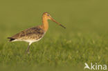 Black-tailed Godwit (Limosa limosa) 