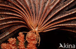 Crevice crinoid (Comanthus parvicirrus)