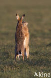 Brown Hare (Lepus europaeus)