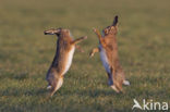 Brown Hare (Lepus europaeus)