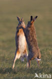 Brown Hare (Lepus europaeus)