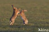 Brown Hare (Lepus europaeus)