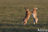 Brown Hare (Lepus europaeus)