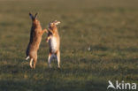 Brown Hare (Lepus europaeus)