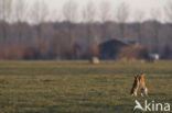 Brown Hare (Lepus europaeus)