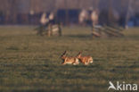 Brown Hare (Lepus europaeus)