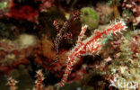 Harlequin ghost pipefish (Solenostomus paradoxus)