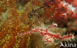 Harlequin ghost pipefish (Solenostomus paradoxus)