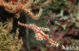 Harlequin ghost pipefish (Solenostomus paradoxus)