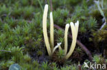 Heideknotszwam (Clavaria argillacea) 