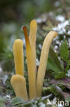 Heideknotszwam (Clavaria argillacea) 