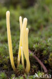 Moor Club (Clavaria argillacea)