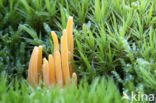 Moor Club (Clavaria argillacea)