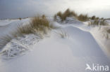 Marram (Ammophila arenaria)