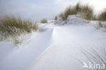 Marram (Ammophila arenaria)