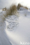 Marram (Ammophila arenaria)