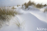 Marram (Ammophila arenaria)